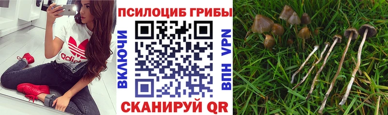 Купить закладки  Камень-на-Оби  Галлюциногенные грибы Psilocybe 